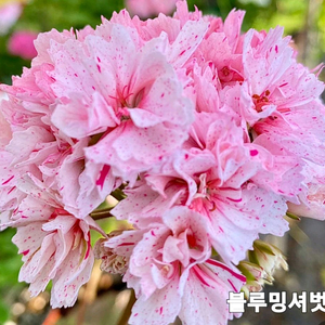 블루밍셔벗 스텔라 제라늄