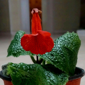 신닌기아 큐트패턴