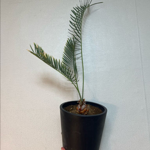 Cycad Desolata 데솔라타 소철