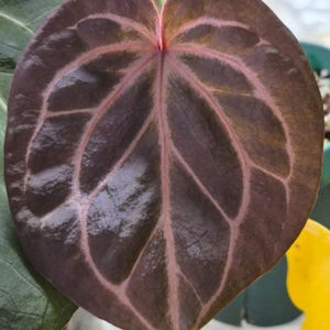 안스리움 레드킹오스