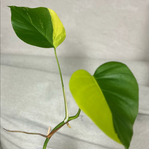 몬스테라 옐로우 바리에가타 보르시지아나