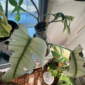 몬스테라 풀민트 델리시오사x보루시지아나