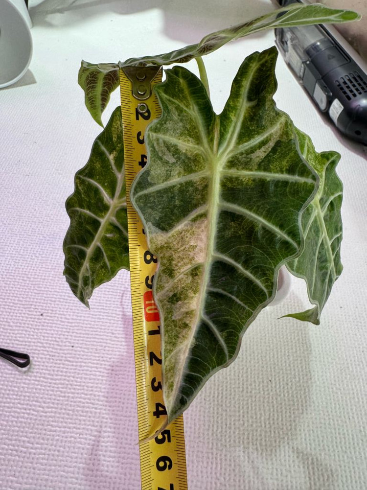 알로카시아 아마조니카 폴리스플래쉬 모주(풍성해요)--3