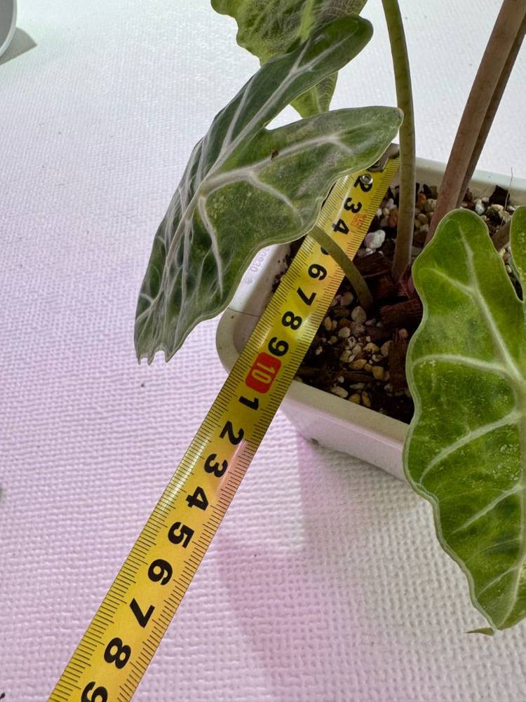 알로카시아 아마조니카 폴리스플래쉬 모주(풍성해요)--4