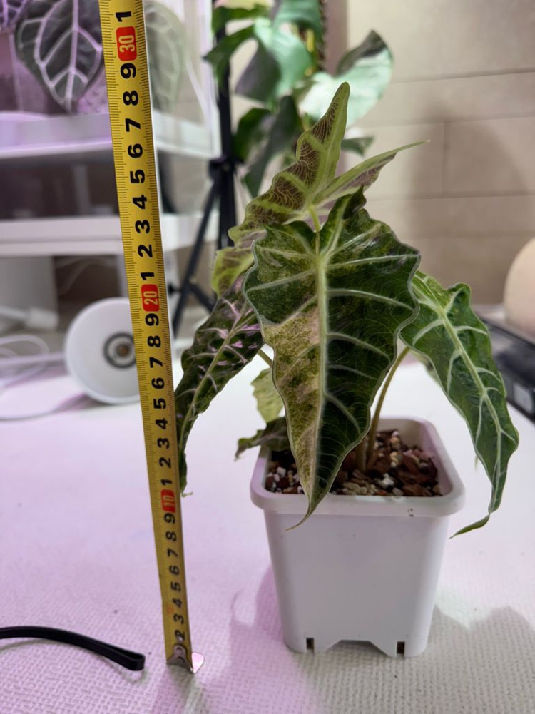 알로카시아 아마조니카 폴리스플래쉬 모주(풍성해요)--5