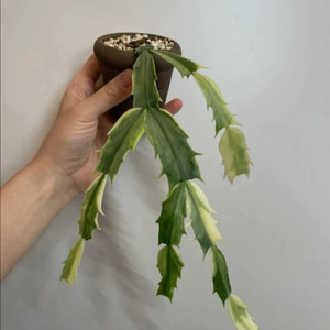 무늬게발선인장