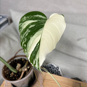 몬스테라 알보 보르시지아나