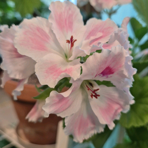 조안모프 제라늄(리갈제라늄)