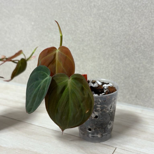 식물 필로덴드론 미칸