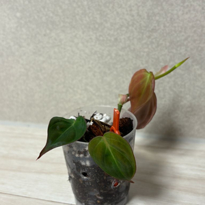 식물 필로덴드론 미칸