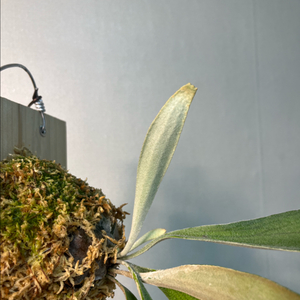 박쥐란 베이치 어반리버 포세이돈 스포어링