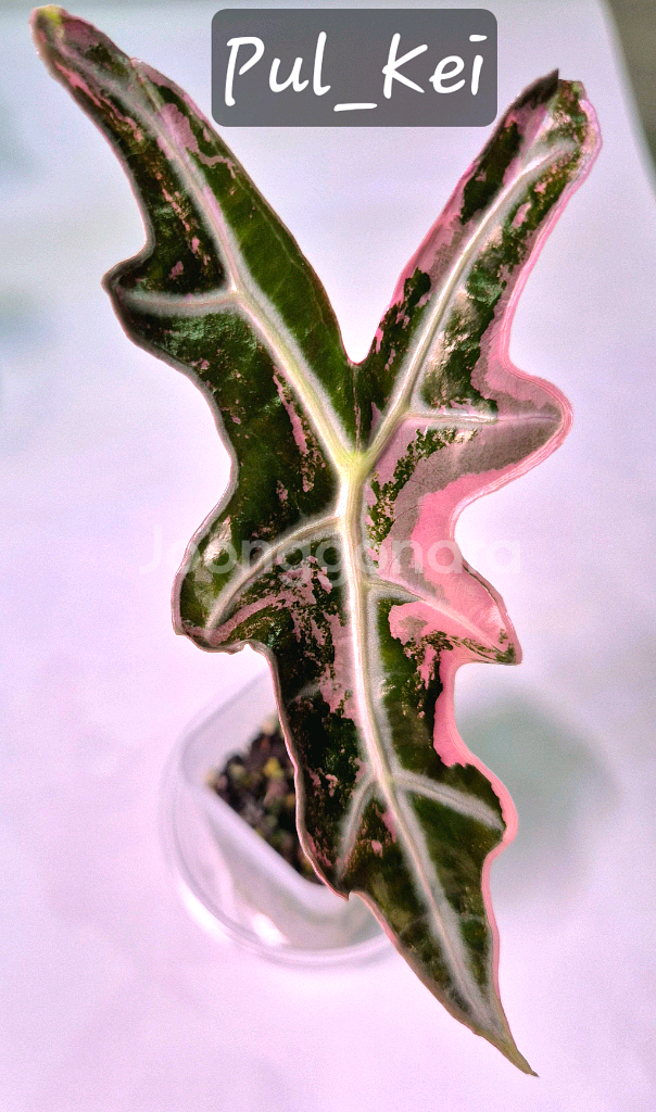 알로카시아 노빌리스 핑크 바리에가타--0