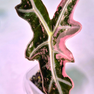 알로카시아 노빌리스 핑크 바리에가타