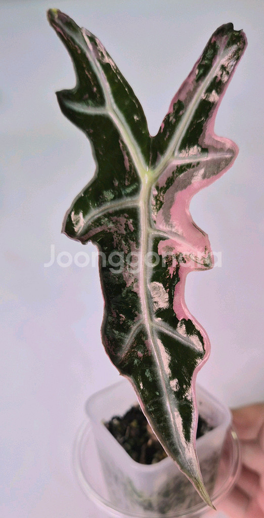 알로카시아 노빌리스 핑크 바리에가타--1