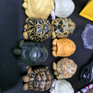 반다이 생물도감 육지 거북이