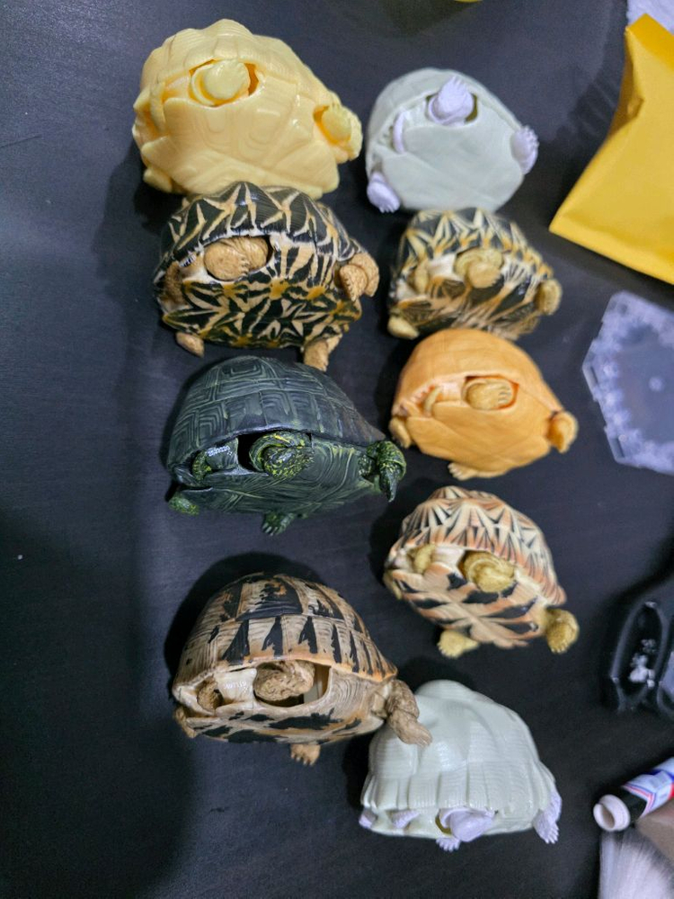 반다이 생물도감 육지 거북이--1