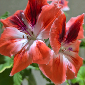 팸케 제라늄(리갈제라늄)