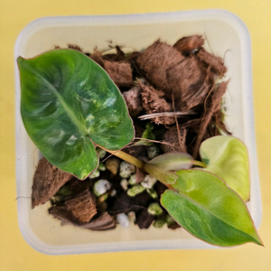 필로덴드론 빌리에티에 바리에가타<알로 안스x>