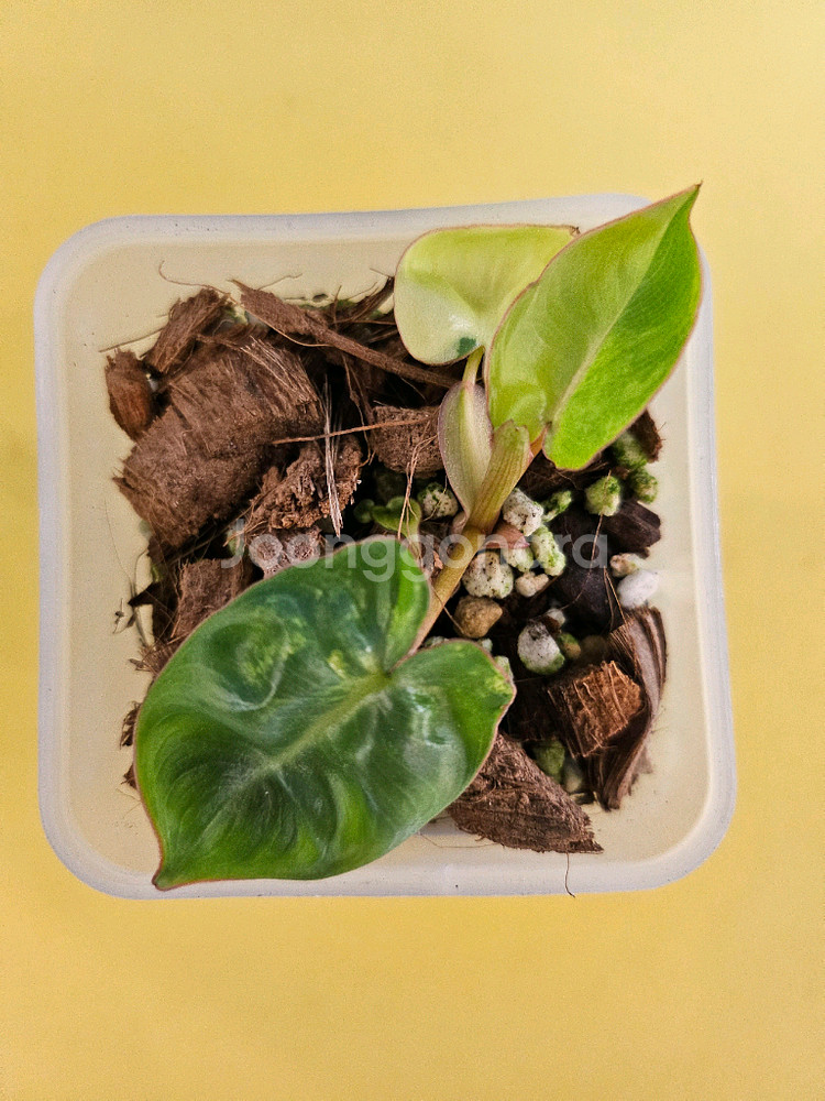 필로덴드론 빌리에티에 바리에가타<알로 안스x>--1