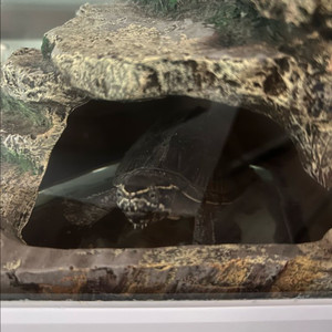 커먼머스크터틀 분양