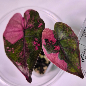 알로카시아 유카탄핑크 바리에가타