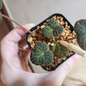 에델바이스 사랑초 팝니다.