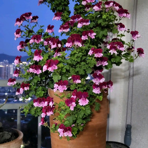 제라늄(콴탁퍼펙션 ㆍ벅스웰골든에니버셔리) 2종