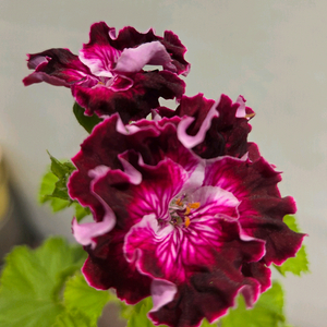 제라늄 (마셔니스오브뷰티 ㆍ벅스웰골든에니버셔리 2종)