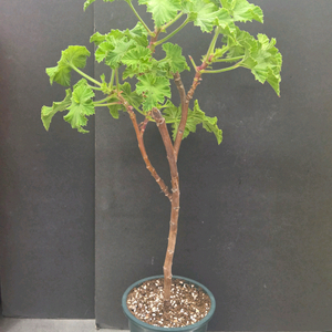 제라늄 (프린세스오브웨일즈) 대품