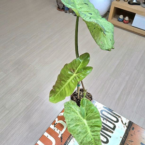 필로덴드론 파라이소 베르디 (자이언트)