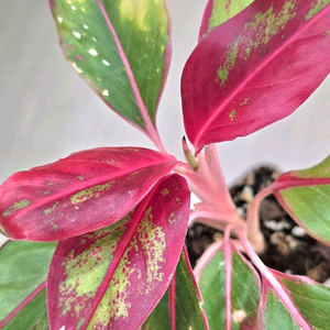 아글레오네마 오로라