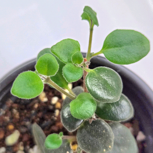 코도난테파울라