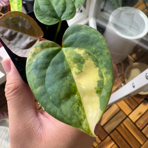 안스리움 바리에가타 카이저