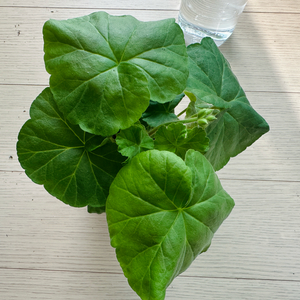 바슬렛 한국제라늄