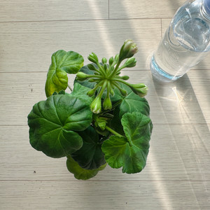 둥글델라로사 제라늄