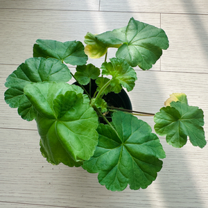 m라니아프린세스 제라늄