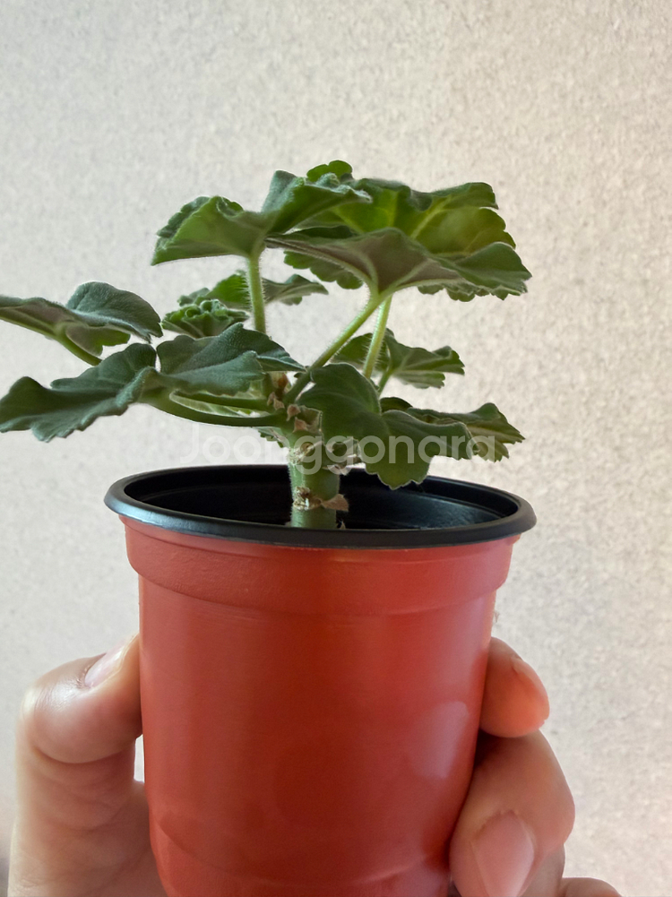 러시아제라늄3종_버마의여왕 피치어벤츄리 yu올레샤--2