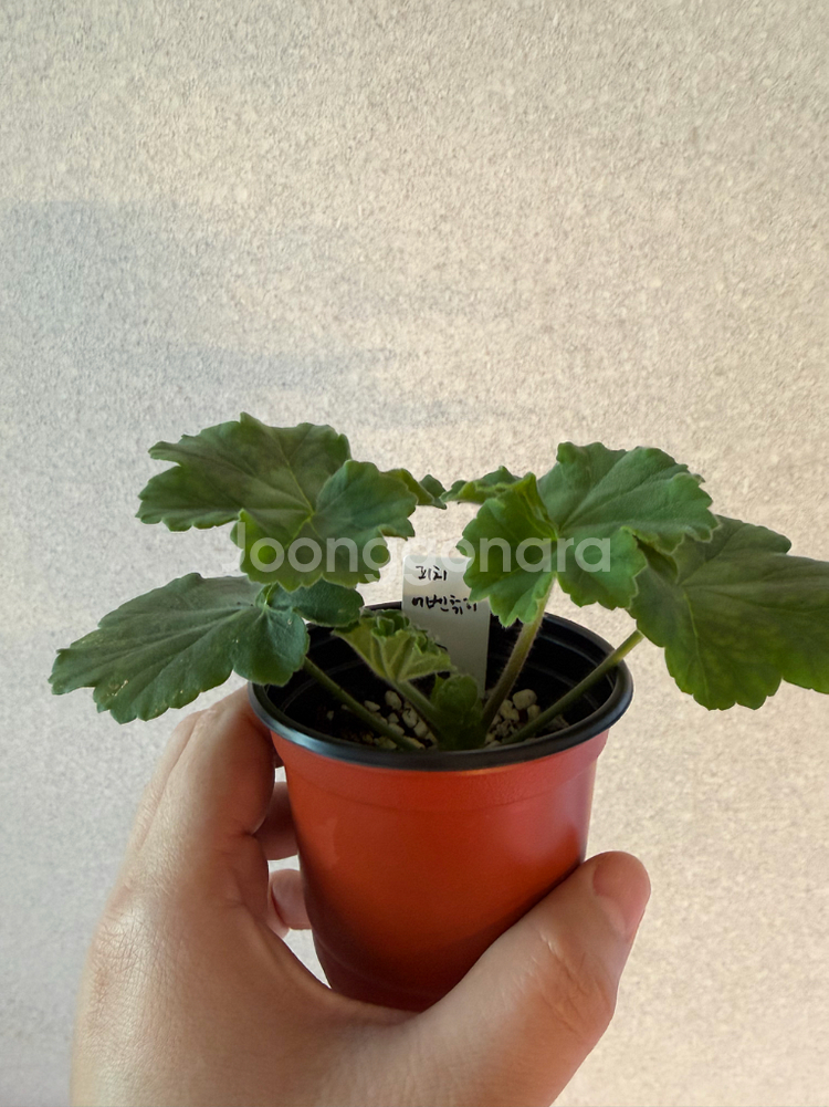 러시아제라늄3종_버마의여왕 피치어벤츄리 yu올레샤--3