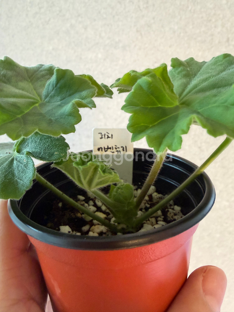 러시아제라늄3종_버마의여왕 피치어벤츄리 yu올레샤--5