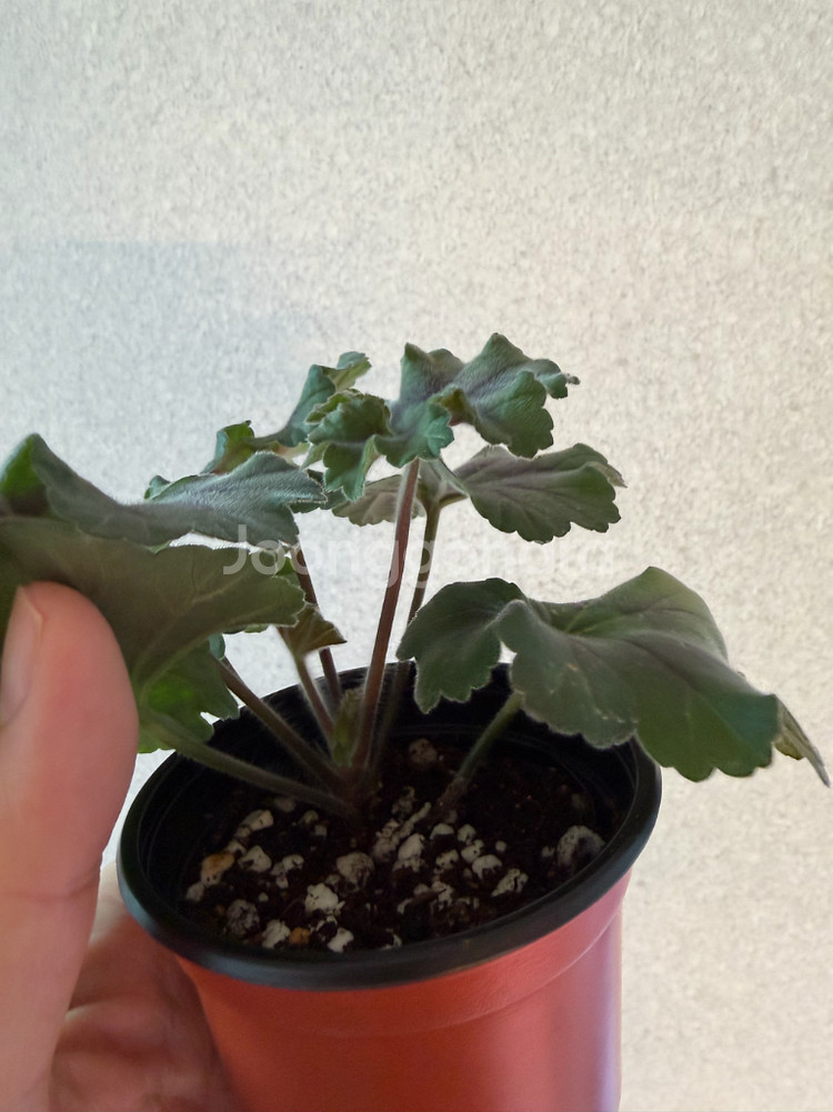 러시아제라늄3종_버마의여왕 피치어벤츄리 yu올레샤--8