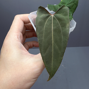 안스리움 RL 드웨인 셀렉