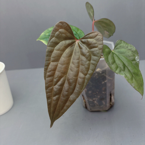 안스리움 나이트퀸