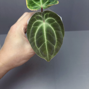 안스리움 베쎄aff