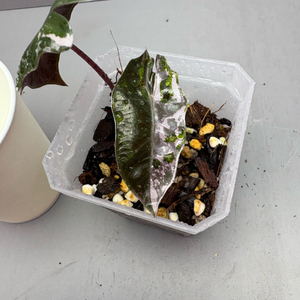 알로카시아 푸세이도 산데리아나 핑크 바리에가타