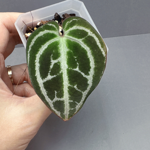 안스리움 미나하사