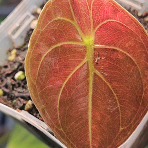 알로카시아 쿠프레아 레드시크릿 바리에가타