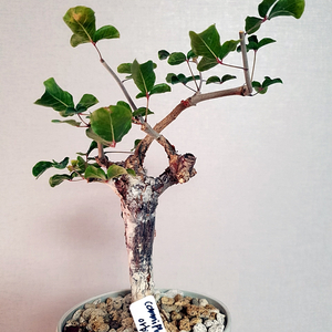 코미포라 오르비쿨라리스