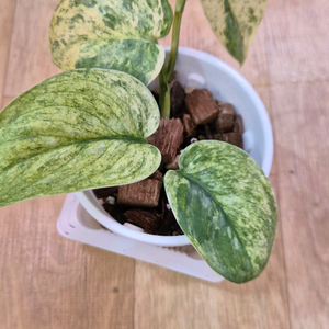 스킨답서스 할리문