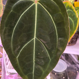 안스리움 베쎄파필 레드스템