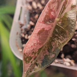 알로카시아 푸세이도 산데리아나 핑크바리에가타